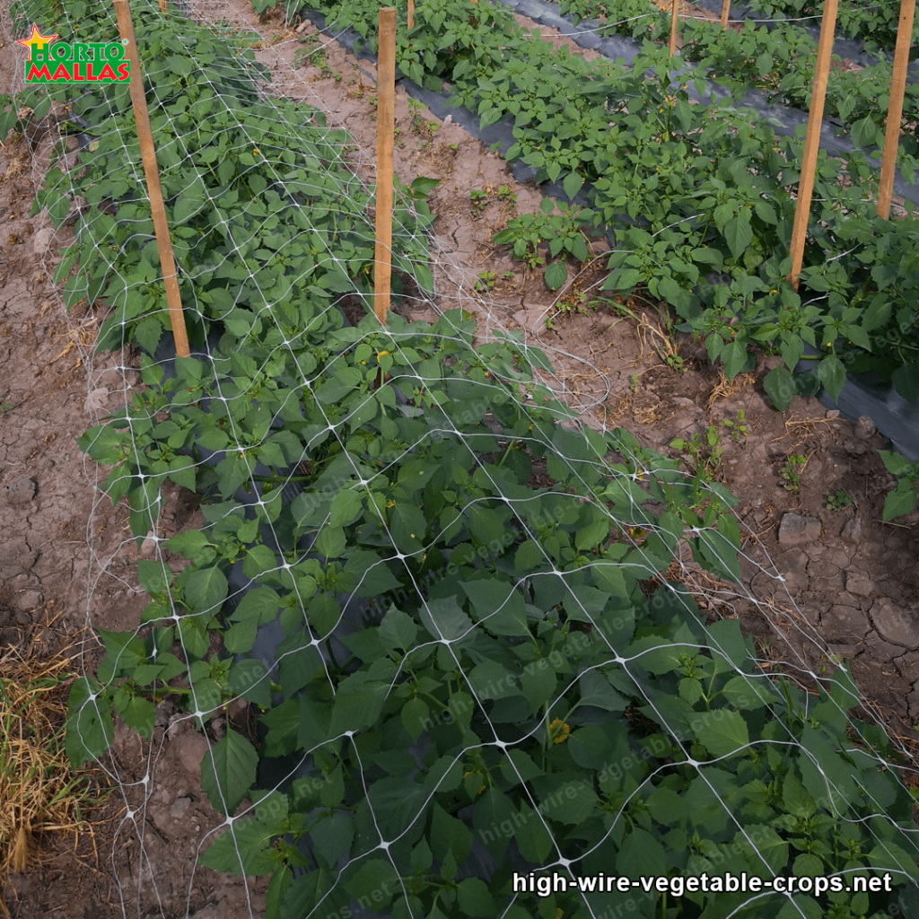 high wire trellis for vegetables