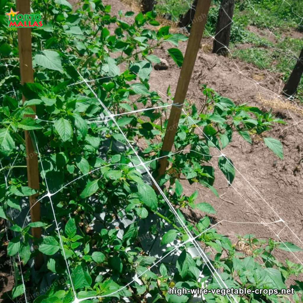 Vegetable trellis net