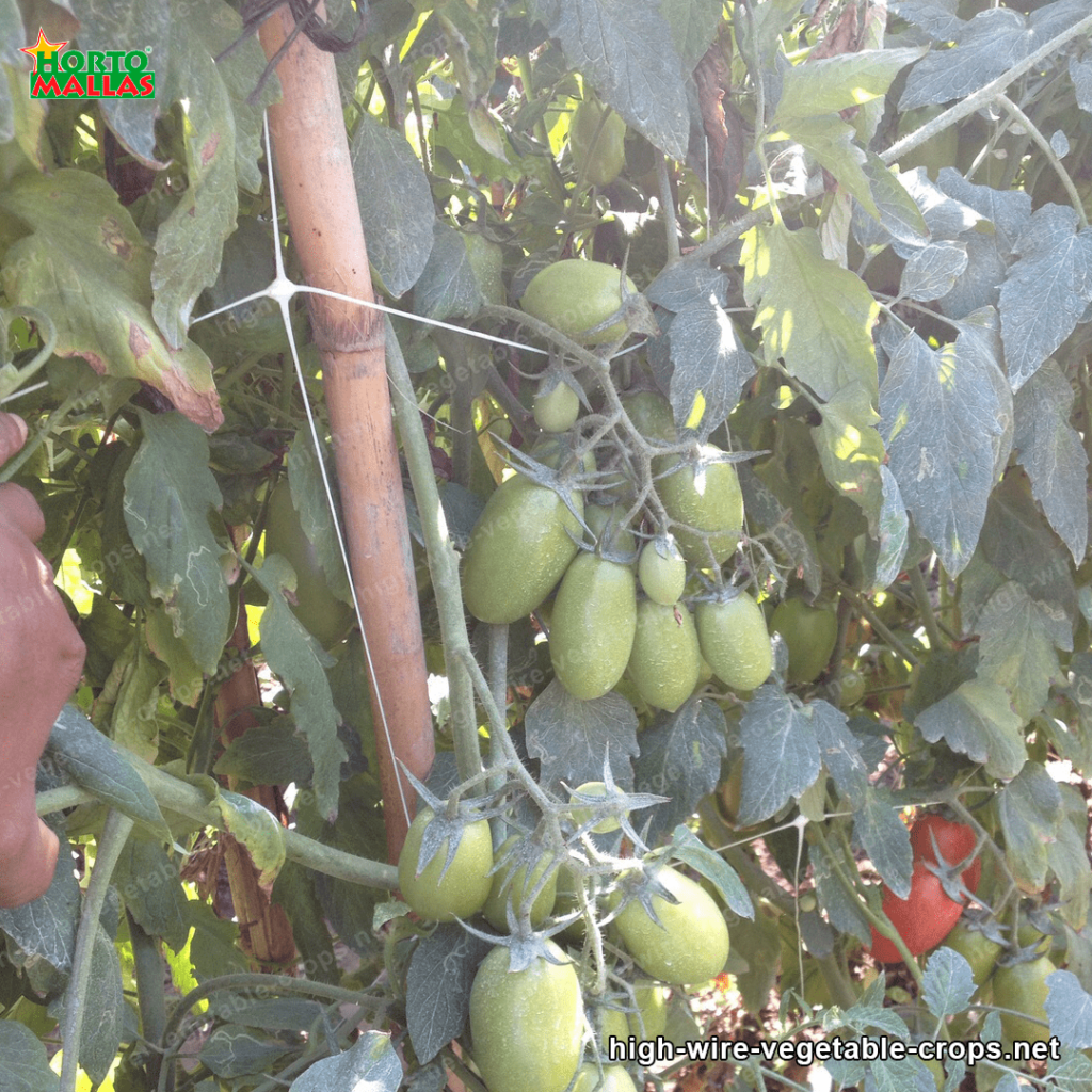 Tomato support netting