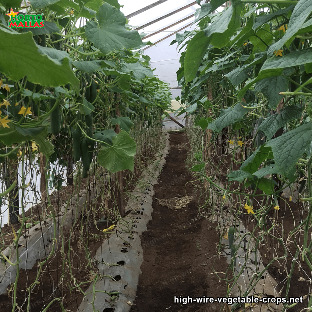 Cucumber plant trellised by support netting