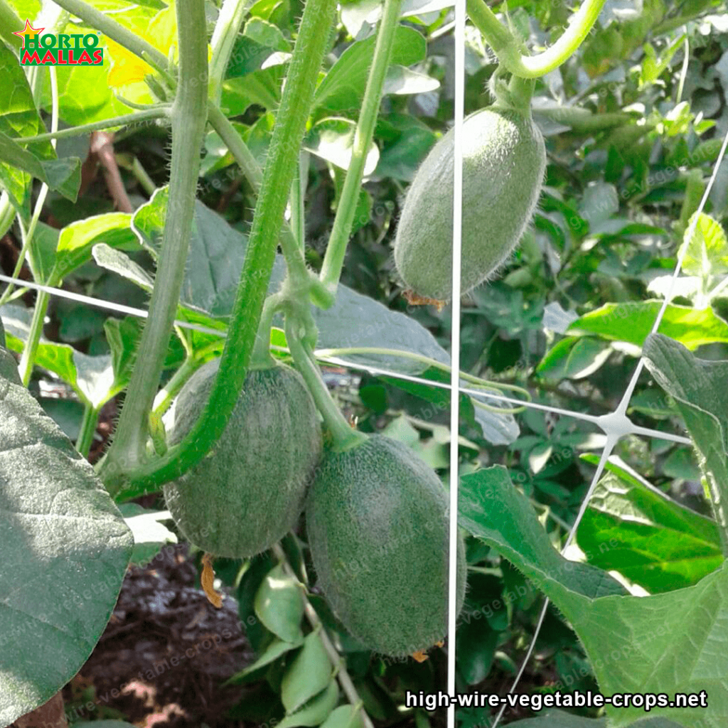 high wire trellis in vegetables bring support to your crops