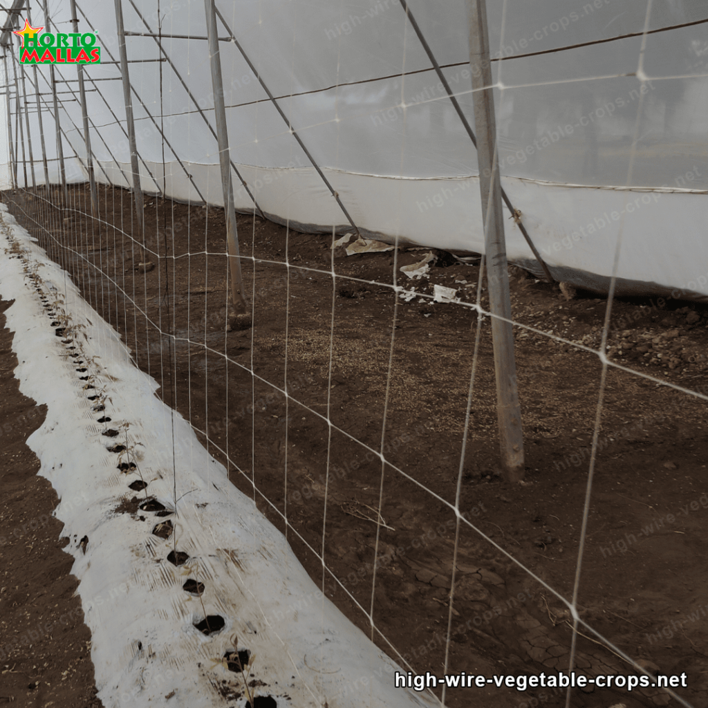 Greenhouse with trellis net