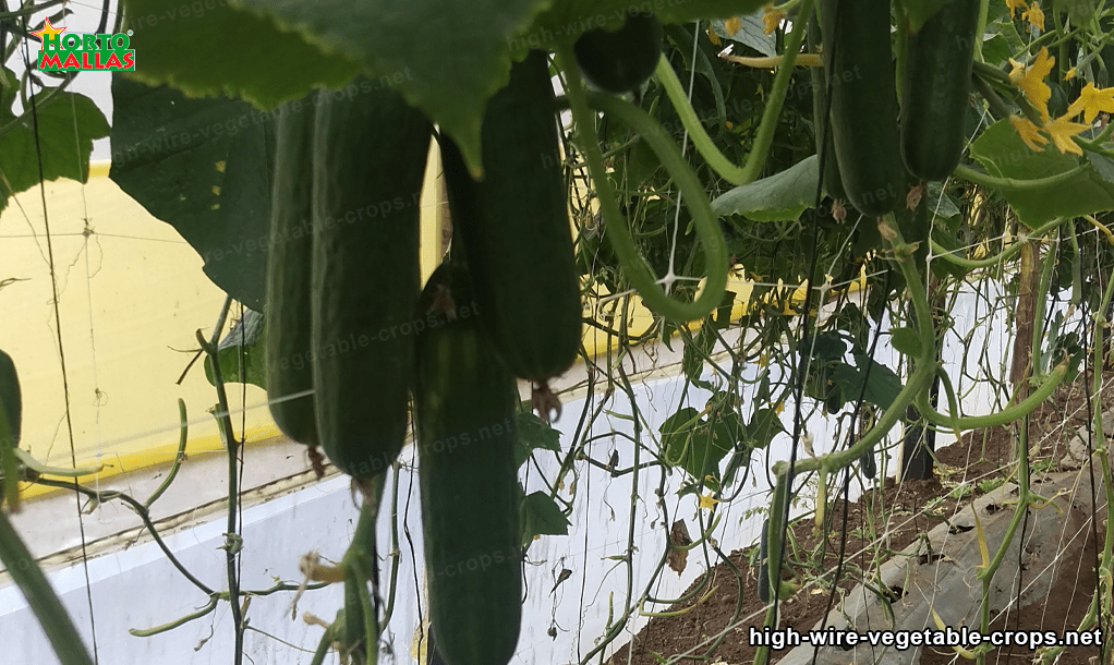 cucumber plant trellised by support mesh