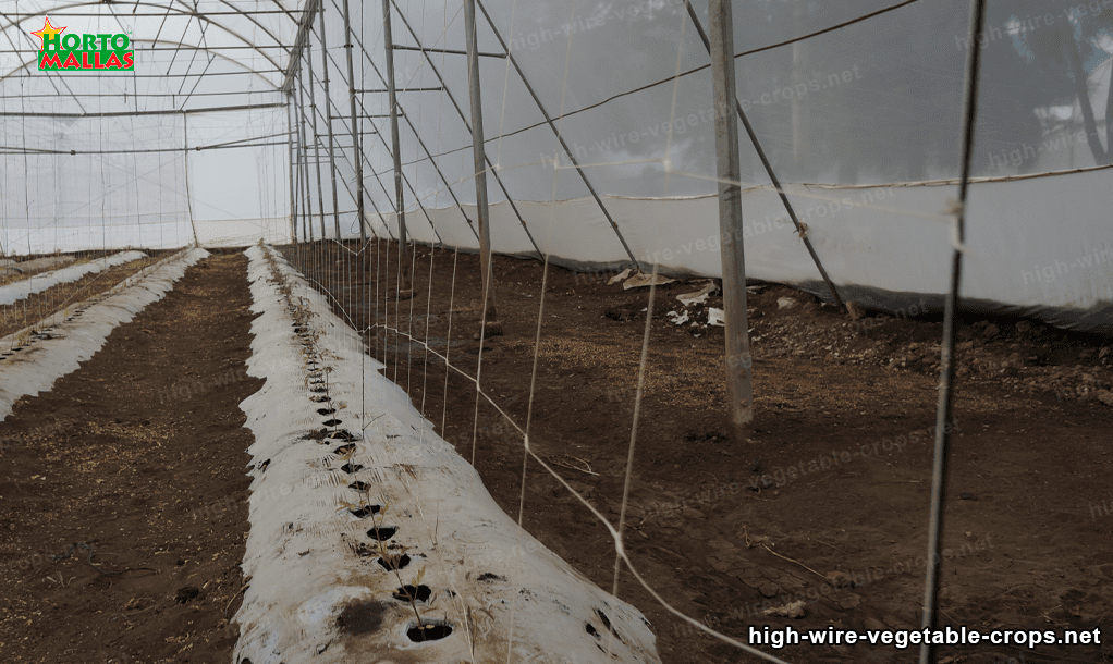 high wire trellis netting in a greenhouse