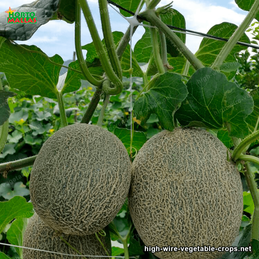 melons cultivation trellised by trellis netting