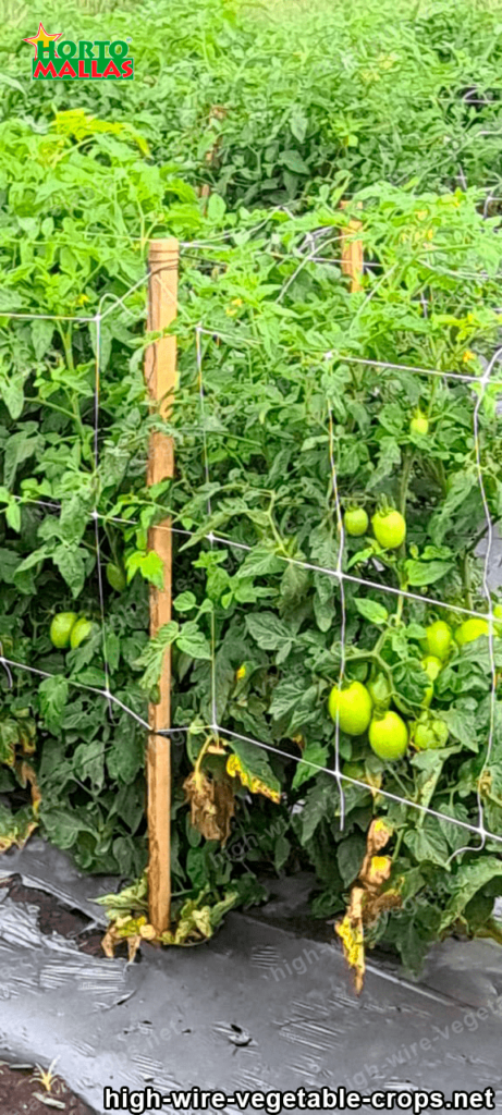 high wire trellis method on tomatos