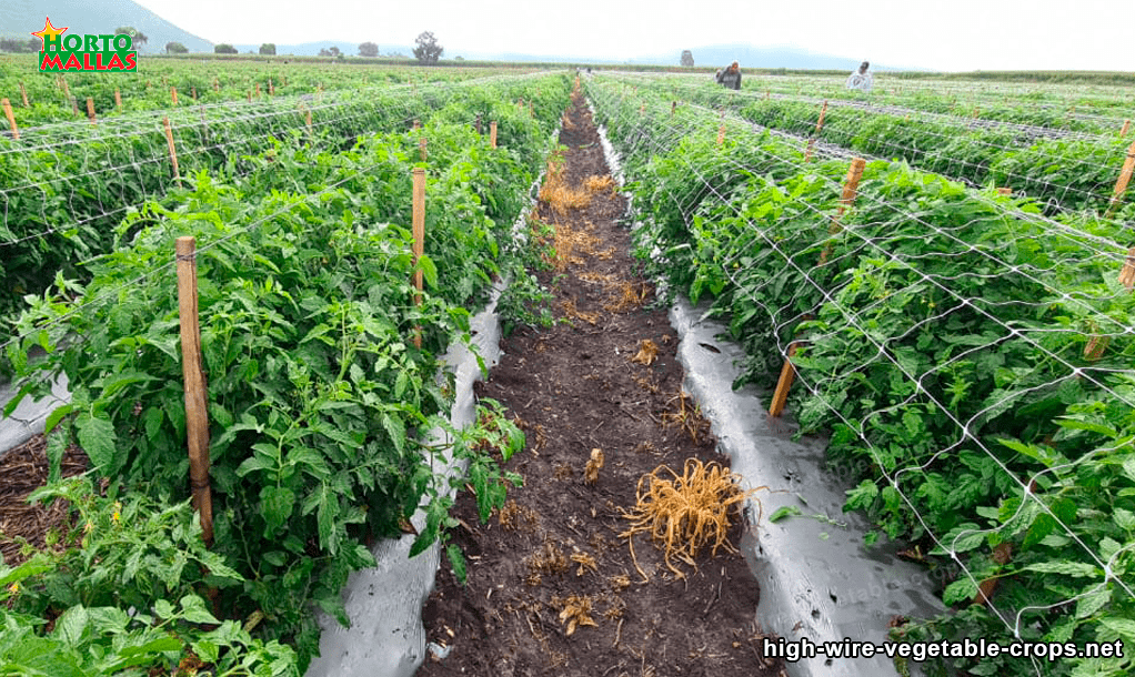 high wire trellis net installed in a field