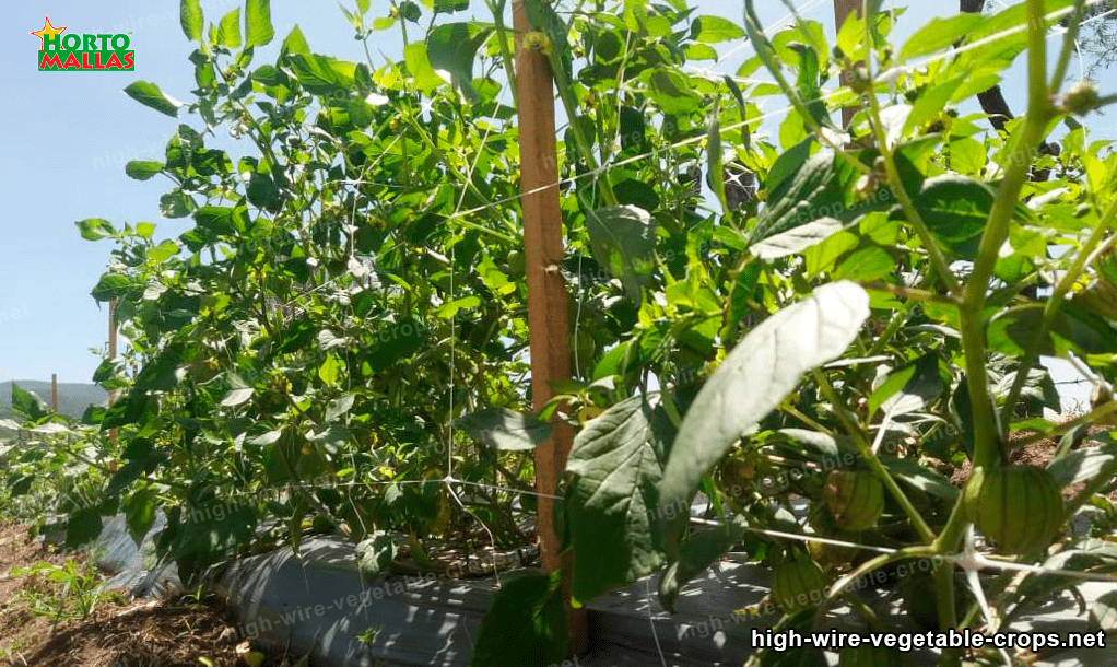 support netting and wooden stakes installed on crop cultivation